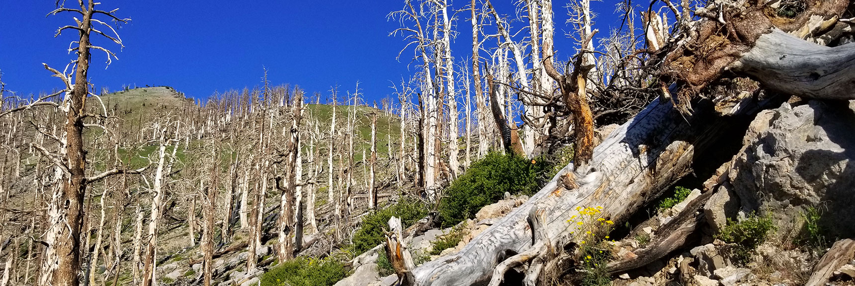 Looking Back Up Toward Griffith Peak