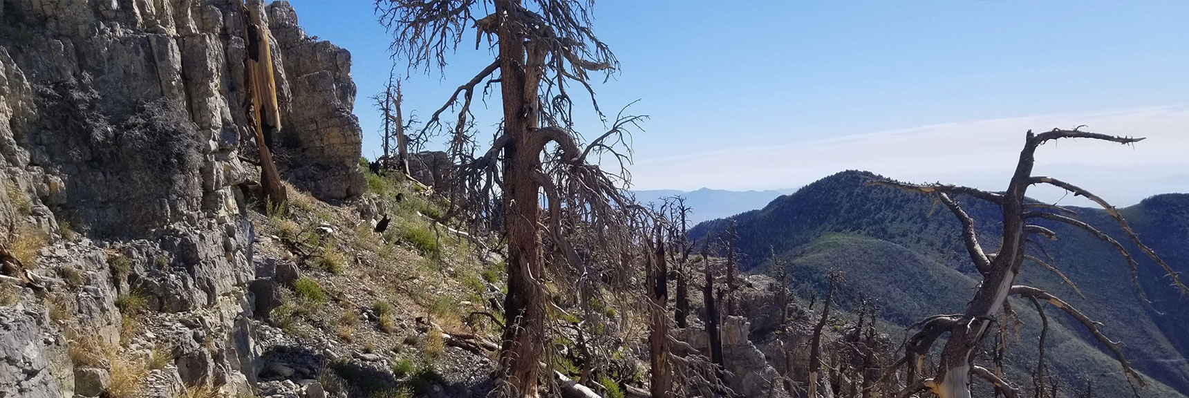 Navigating Around a Cliff on the Ridge Between Griffith Peak and Harris Mountain, Nevada