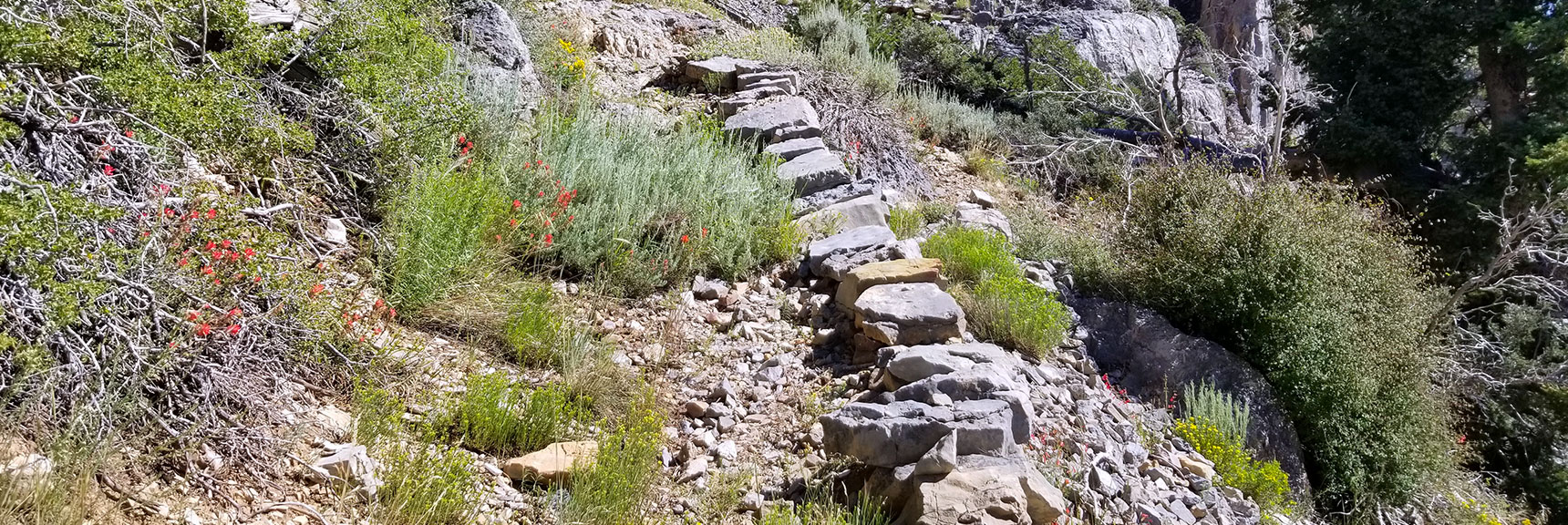 A Well Constructed But Poorly Maintained Trail Near the Harris Mountain Saddle, Nevada