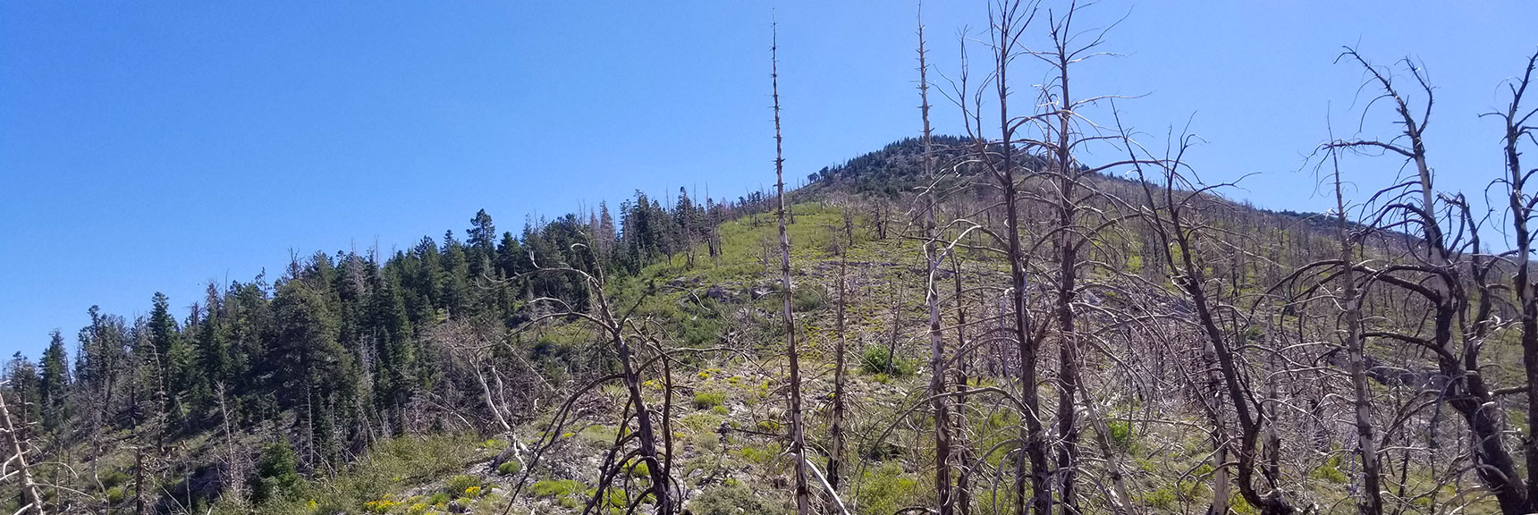 Look Up Toward Harris Mountain from the Saddle, Nevada