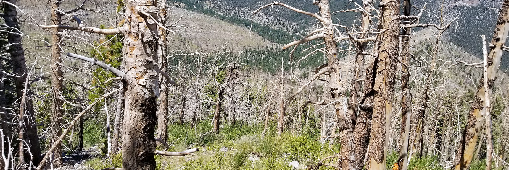 View Down Harris Mt. Ridge Toward South Climb Trailhead, Nevada