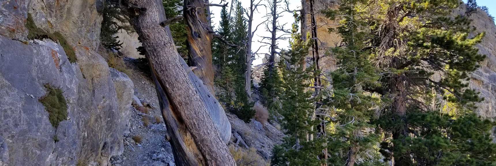 West side of Cockscomb Ridge, in Mt. Charleston Wilderness, Nevada