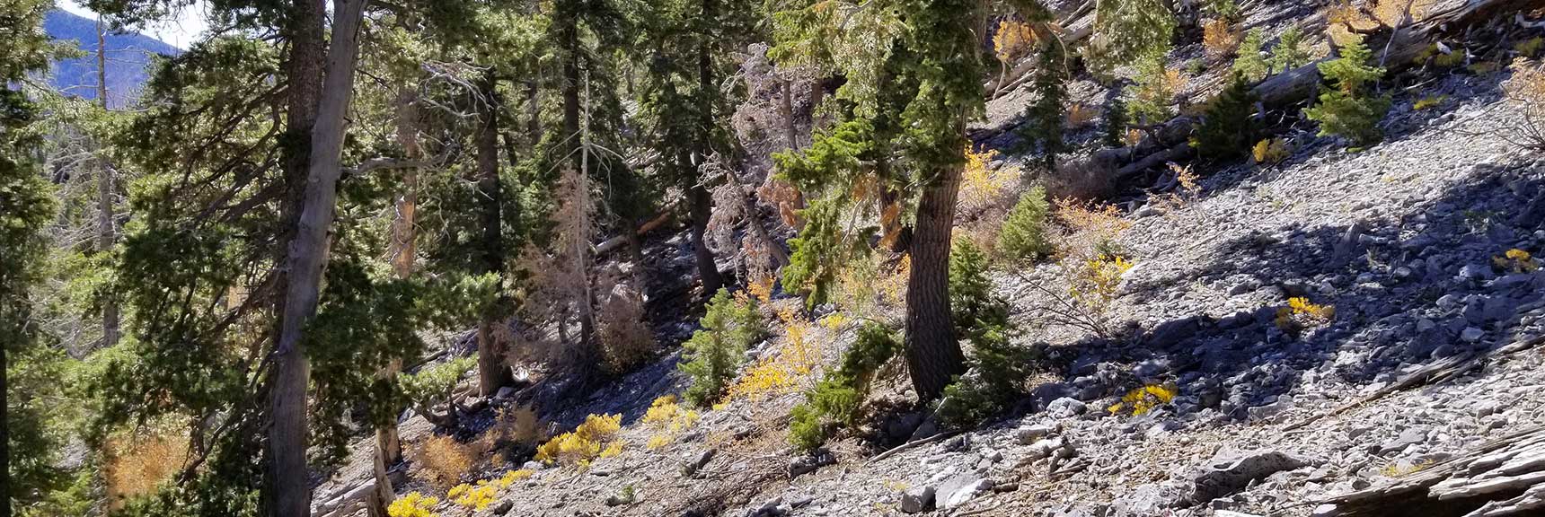 Traversing the Avalanche Slope on the East Side of Cockscomb Ridge in Mt. Charleston Wilderness, Nevada