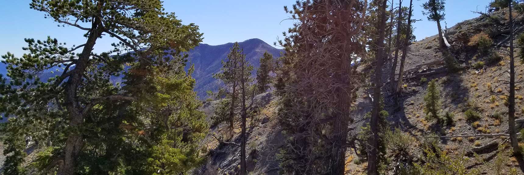 Traversing the Avalanche Slope on the East Side of Cockscomb Ridge in Mt. Charleston Wilderness, Nevada