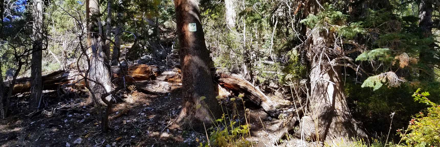 Arrival at Miner's Tree and the Trail System Below Cockscomb Ridge in Mt. Charleston Wilderness, Nevada