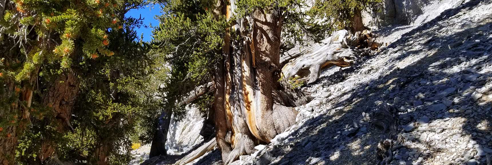 Majestic Bristlecone Pine Trees on Upper North Loop Trail in Kyle Canyon, Spring Mountains, Nevada Slide 001