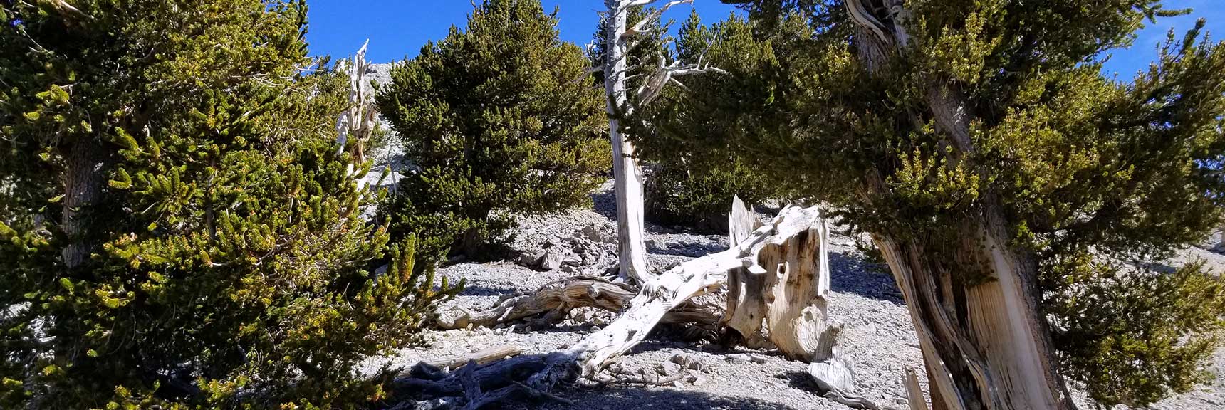 Ascending the Upper Approach Route to Lee Peak in Kyle Canyon, Spring Mountains, Nevada Slide 001