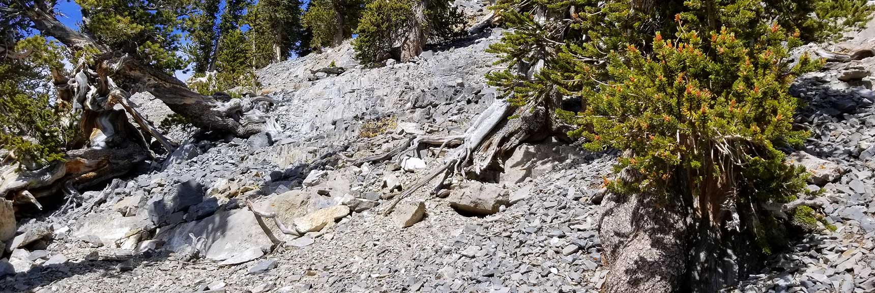 Quick Look Back Up Lower Lee Peak Descent Route in Kyle Canyon, Spring Mountains, Nevada Slide 001