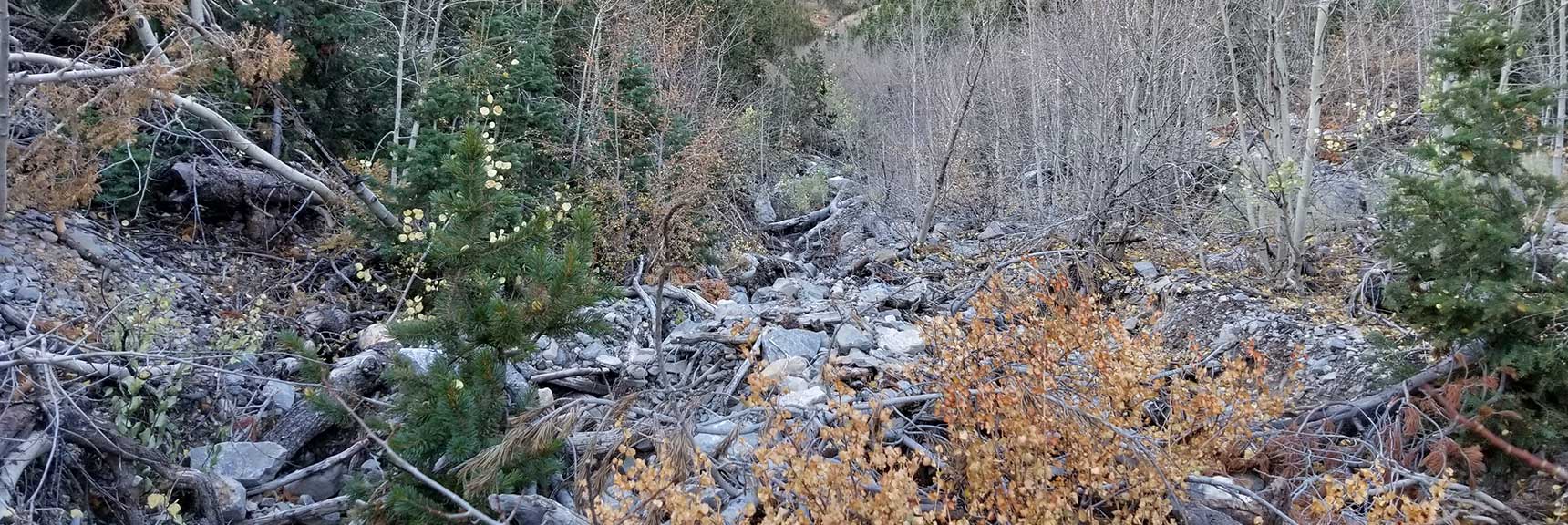 Bushes, Rocks and Trees to Navigate in the Mountain Wash, Charleston Peak from Cathedral Rock, Spring Mountains, Nevada