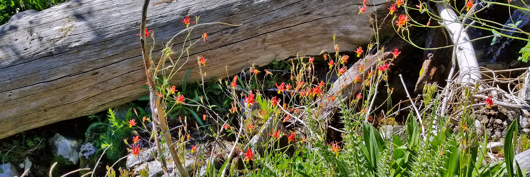 Columbine Wildflowers Along the Canyon Spring | Cathedral Rock to South Ridge Kyle Canyon Summit, Nevada