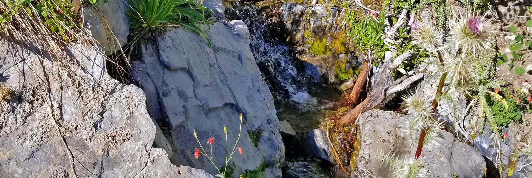 Spring Cascading Over Rocks in Canyon Wash | Cathedral Rock to South Ridge Kyle Canyon Summit, Nevada