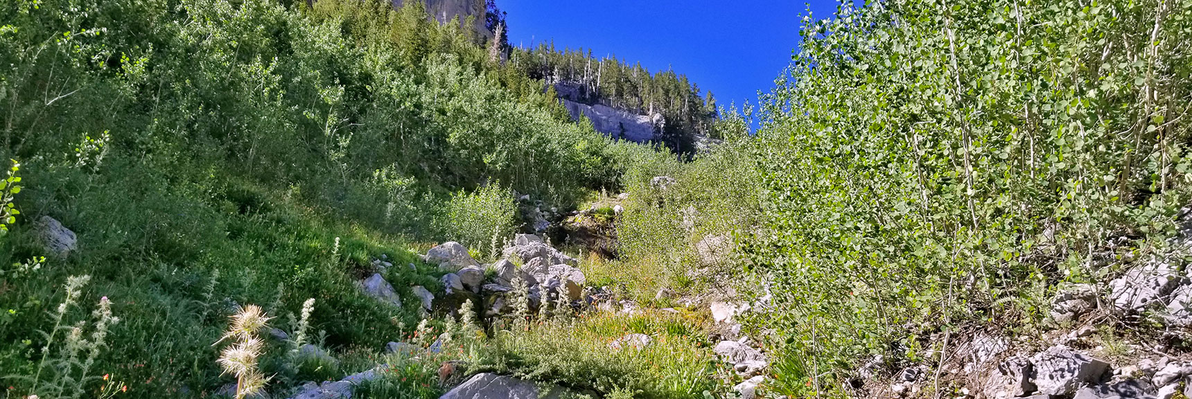 Looking Up the Canyon Wash | Cathedral Rock to South Ridge Kyle Canyon Summit, Nevada