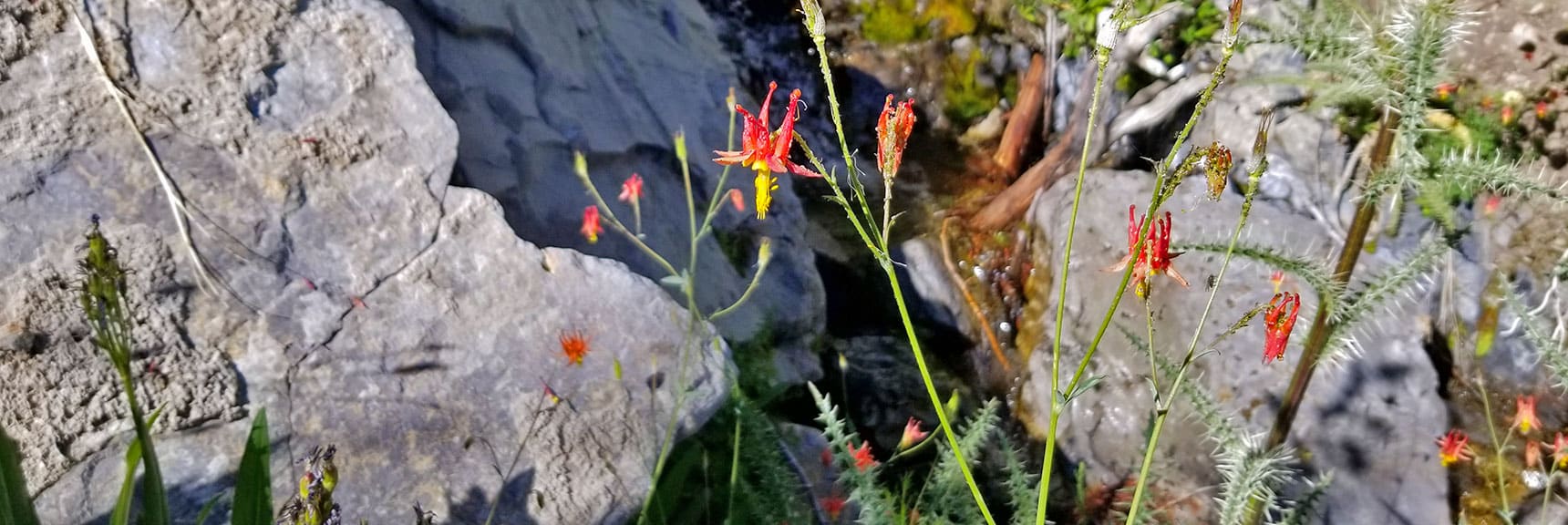 Columbine Wildflowers Along Spring in Canyon Wash | Cathedral Rock to South Ridge Kyle Canyon Summit, Nevada