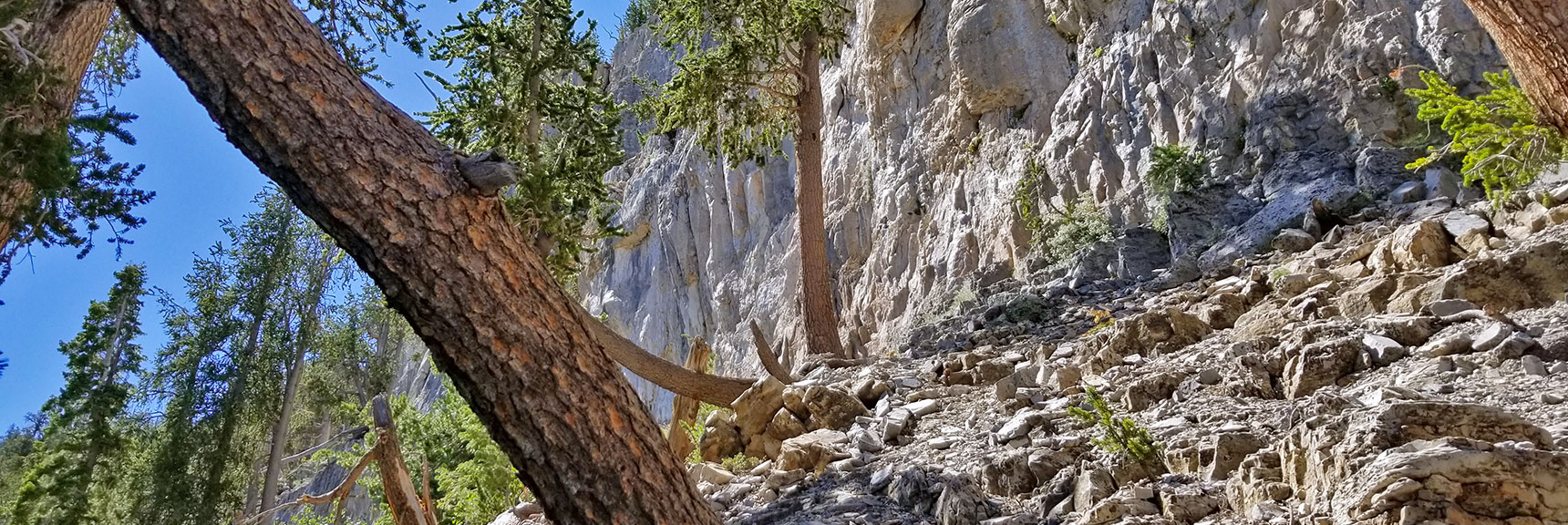 Ascent to the Base of the Cliff on Left in Canyon Wash | Cathedral Rock to South Ridge Kyle Canyon Summit, Nevada
