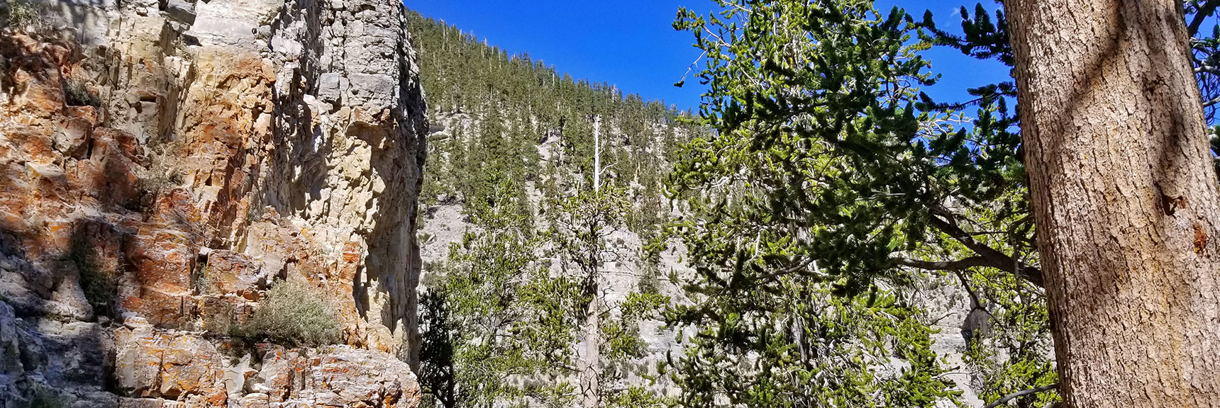 At the Base of the Cliff to the Left of the Canyon Wash | Cathedral Rock to South Ridge Kyle Canyon Summit, Nevada