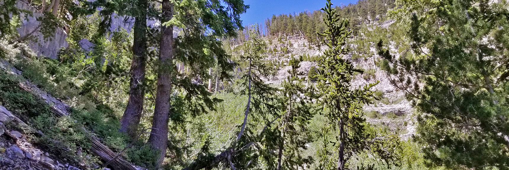 Avalanche Slope Along Base of Cliff Heading Up Canyon Wash | Cathedral Rock to South Ridge Kyle Canyon Summit, Nevada