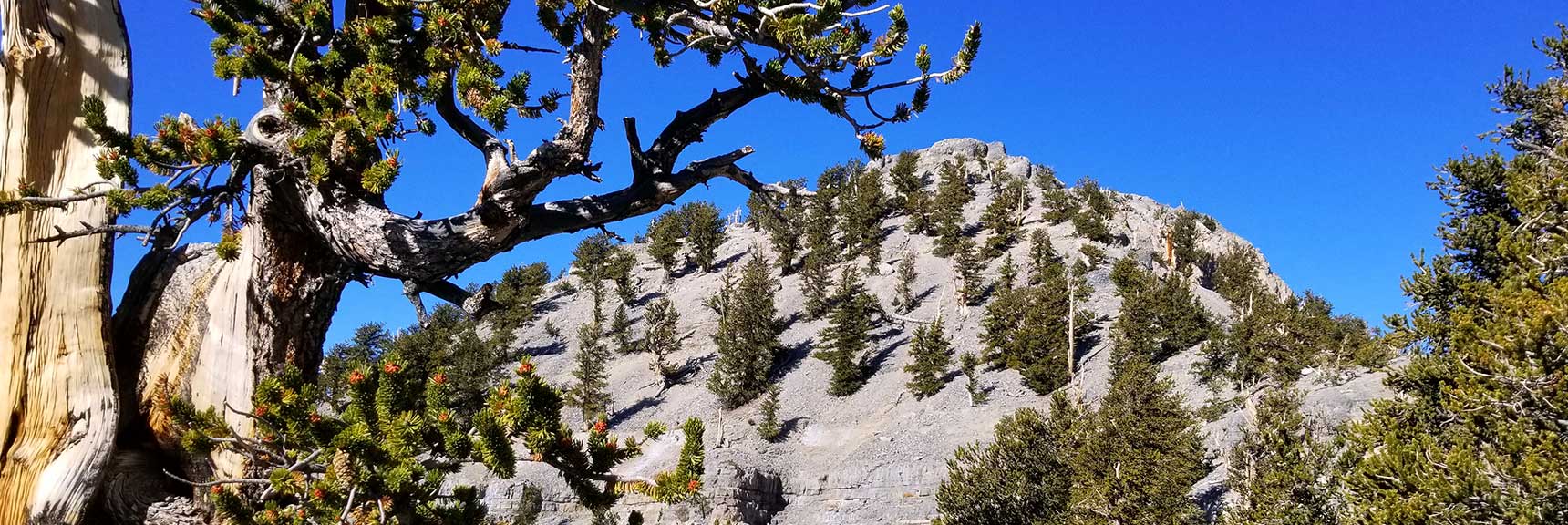 Lee Peak from Kyle Canyon | Mt Charleston Wilderness | Spring Mountains, Nevada