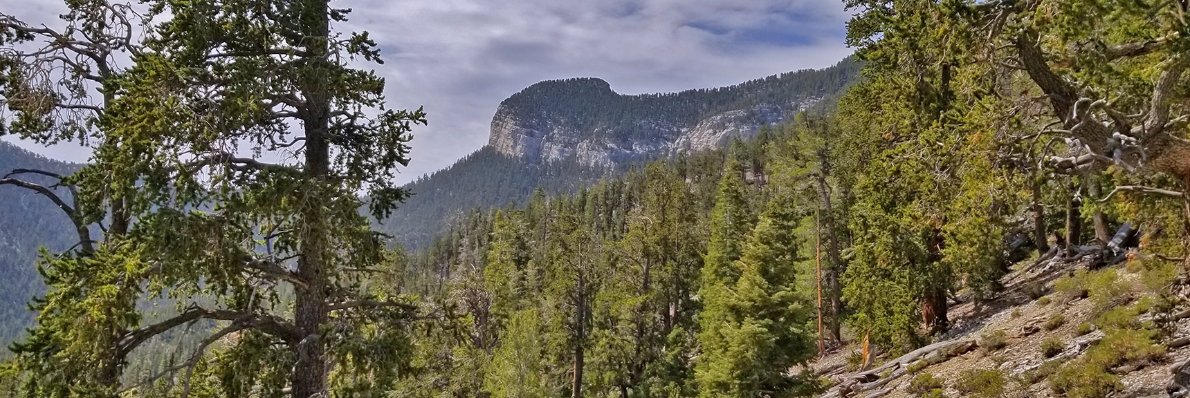 Traversing Wilderness Area Between North Eastern Cliffs and Mummy Springs | Deer Creek Rd - Mummy Cliffs - Mummy Springs - Raintree - Fletcher Peak - Cougar Ridge Trail Circuit | Mt Charleston Wilderness | Spring Mountains, Nevada
