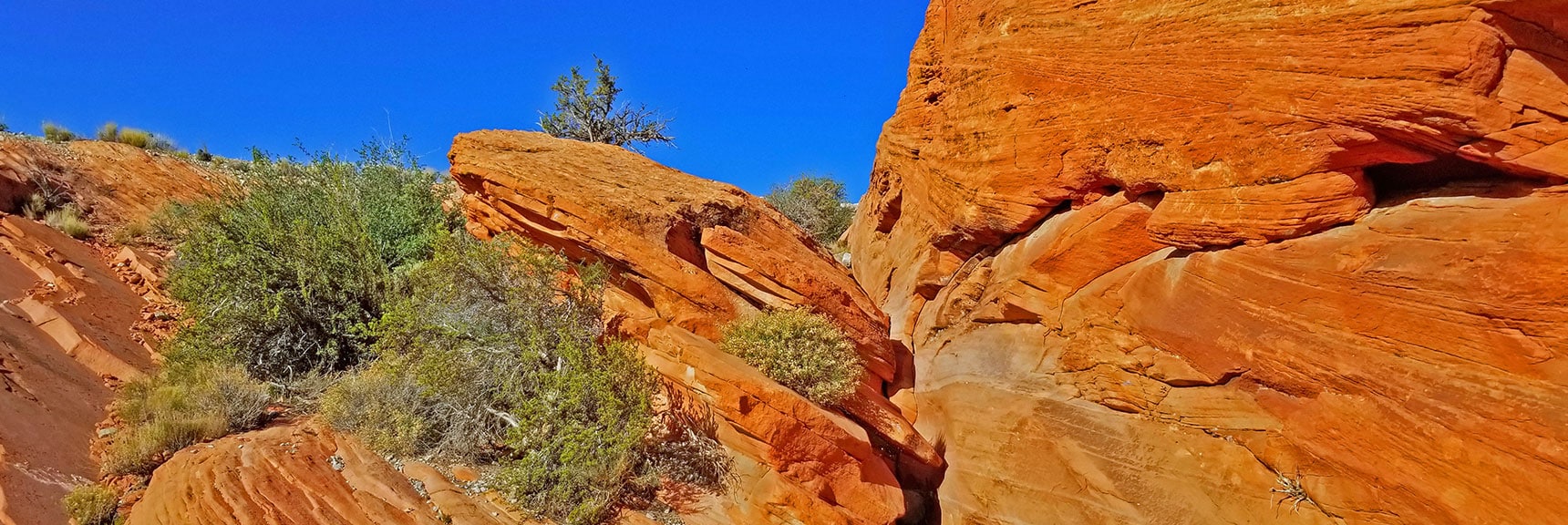 Beauty of Plants Amid the Red Rock Formations | Little Red Rock Las Vegas, Nevada, Near La Madre Mountains Wilderness