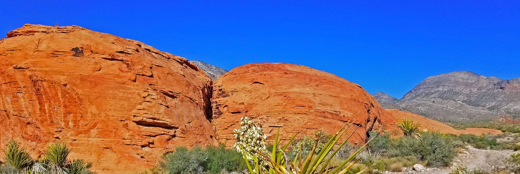 Yucca Plants in Bloom Today | Little Red Rock Las Vegas, Nevada, Near La Madre Mountains Wilderness