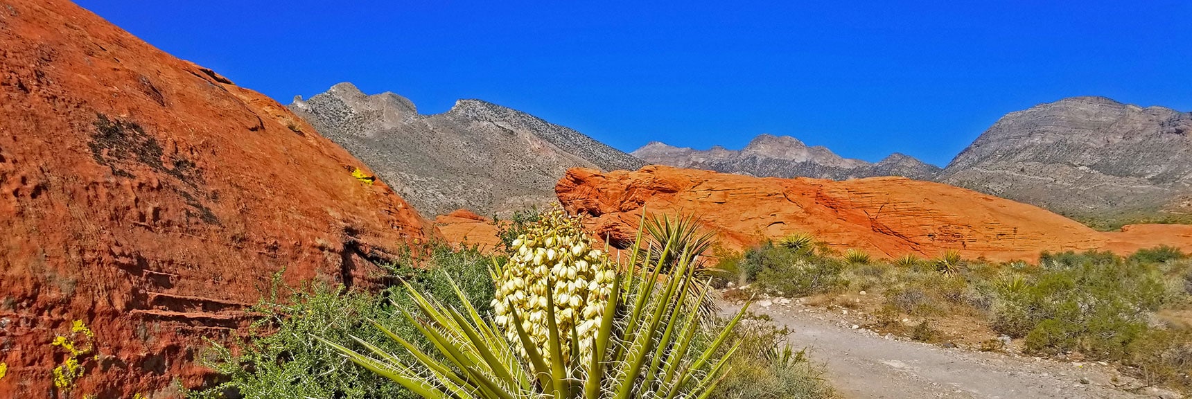 Yucca Blooms Everywhere on This Early April Saturday | Little Red Rock Las Vegas, Nevada, Near La Madre Mountains Wilderness