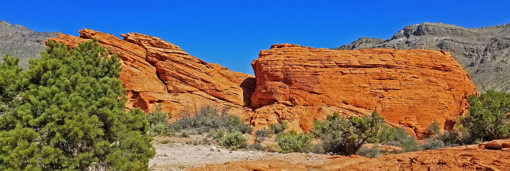 First Pine Tree Amid the Red Rock Hills | Little Red Rock Las Vegas, Nevada, Near La Madre Mountains Wilderness