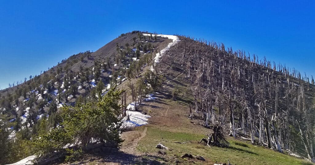 Griffith Peak | Mt Charleston Wilderness | Spring Mountains, Nevada