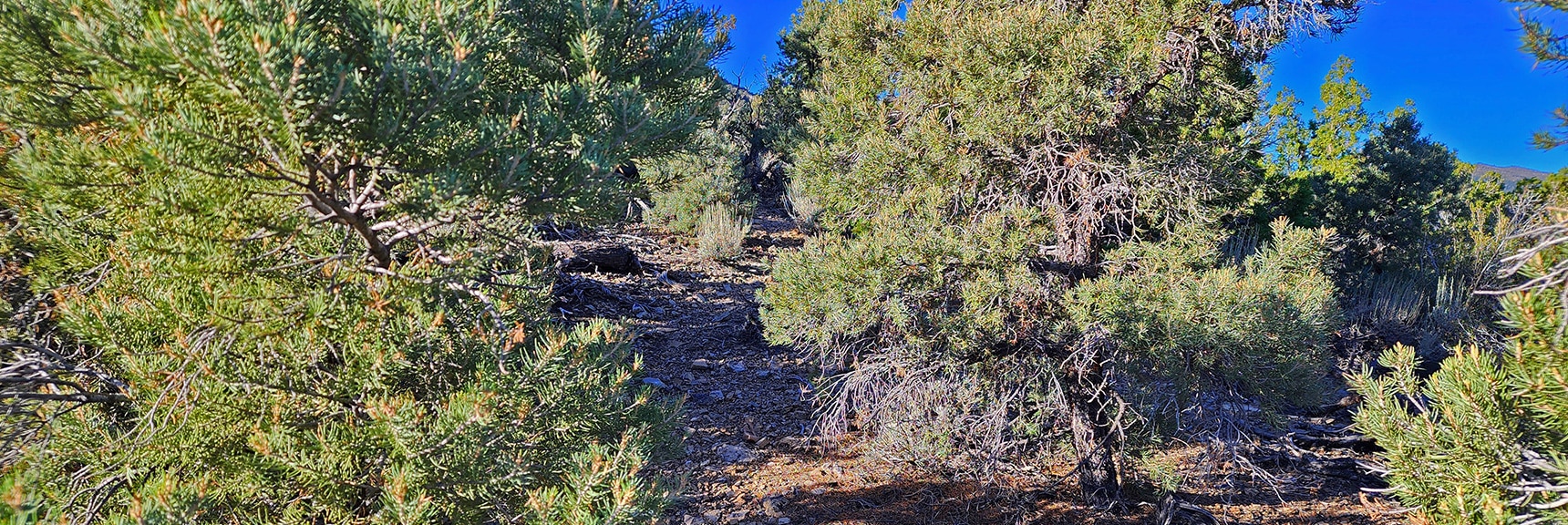 Weaving Through Brush While Ascending Burnt Peak Approach Ridge Beyond Top of 4WD Rd | Kyle Canyon Grand Crossing | Northern Half | La Madre Mountains Wilderness, Nevada