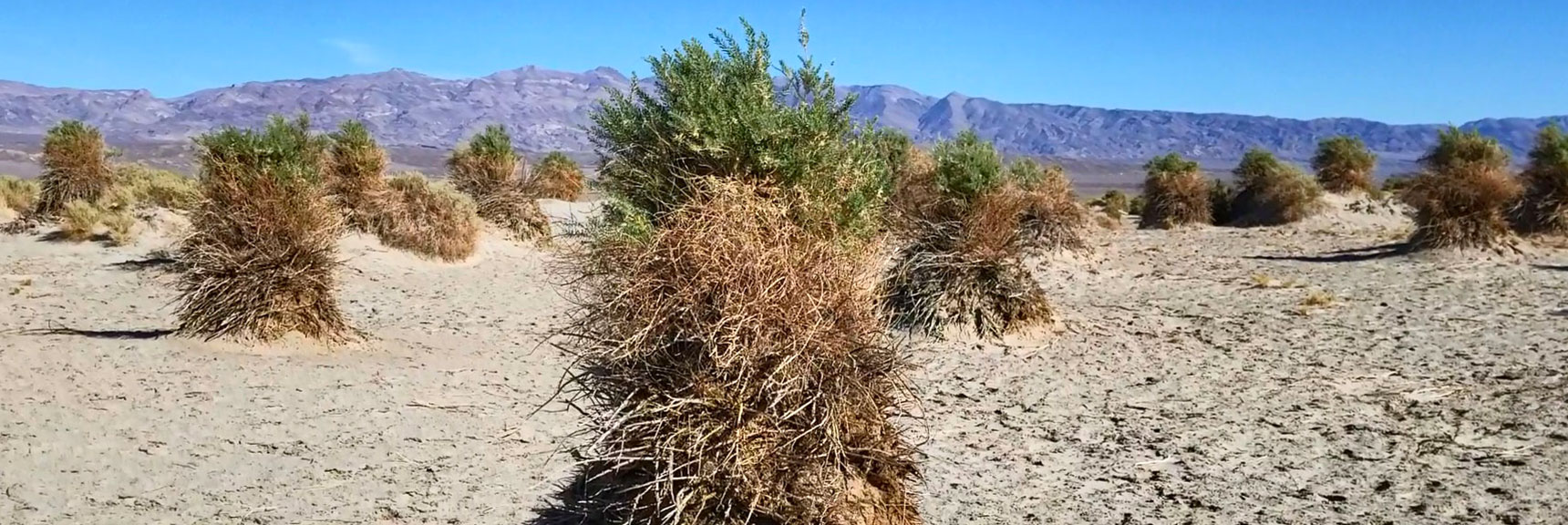 Devils Cornfield | Death Valley National Park, California