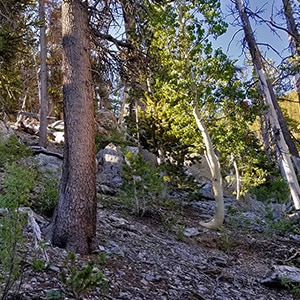 Wilderness Navigation | Nevada and California