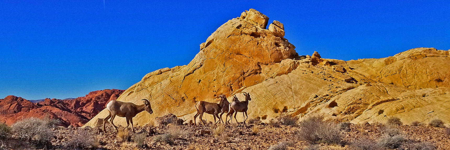 Silica Dome Trail | Valley of Fire State Park, Nevada