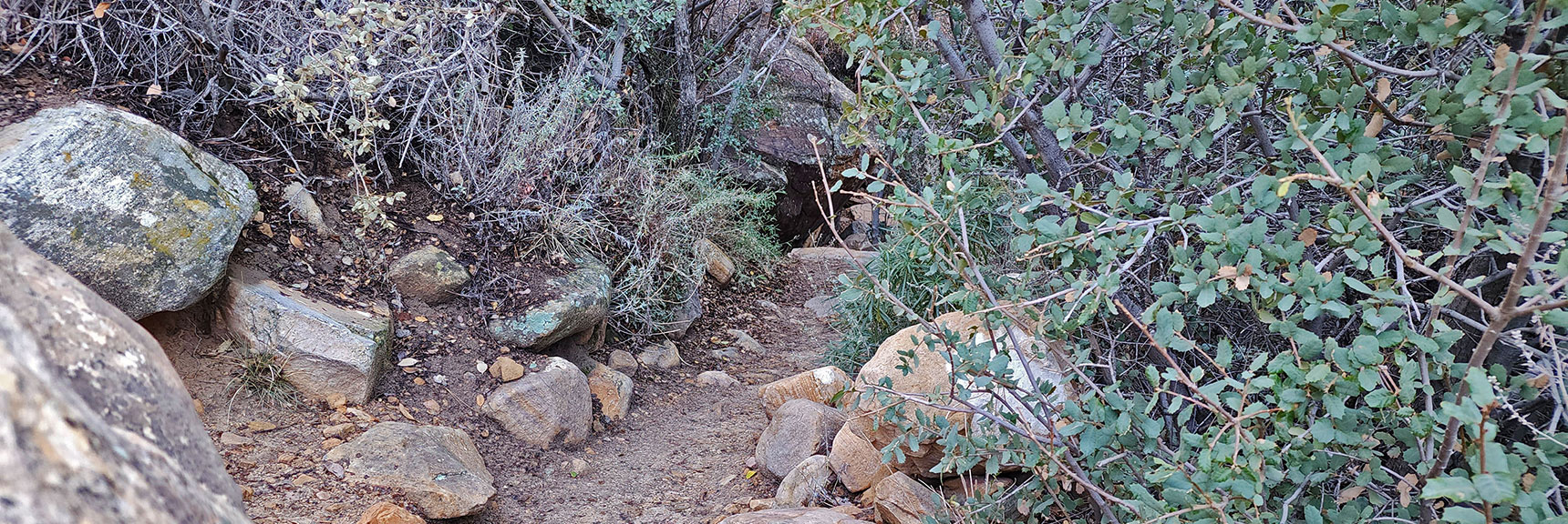After Crossing a Dry Wash the Trail Enters a Lush Vegetation Zone | Willow Spring Loop, Petroglyph Canyon, Lost Creek Canyon | Red Rock Canyon National Conservation Area, Nevada