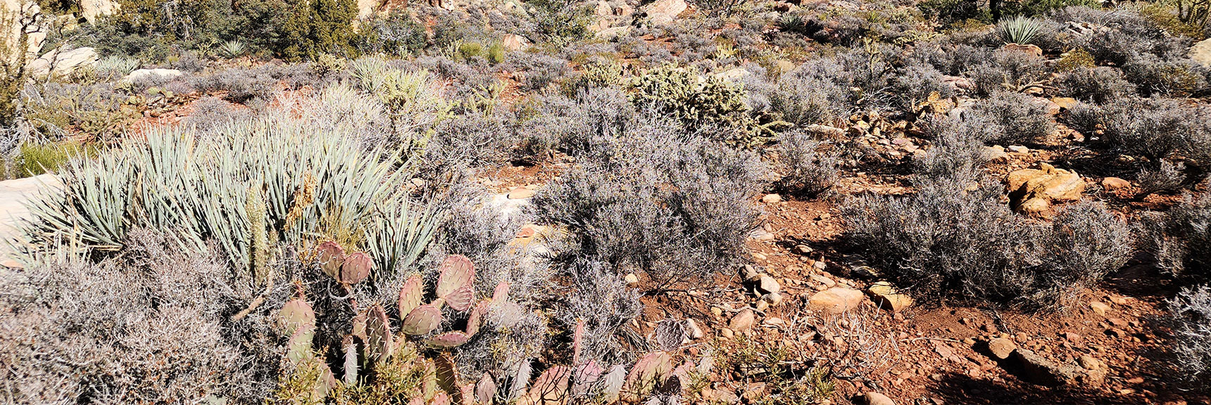 Cactus Garden on the East Side of Willow Spring Loop | Willow Spring Loop, Petroglyph Canyon, Lost Creek Canyon | Red Rock Canyon National Conservation Area, Nevada