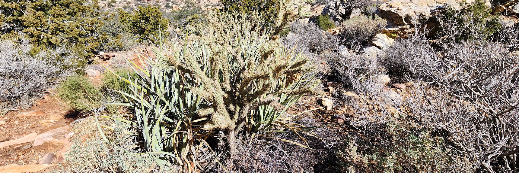 More Cactus in the Arid Zone, Approaching the End of the Loop | Willow Spring Loop, Petroglyph Canyon, Lost Creek Canyon | Red Rock Canyon National Conservation Area, Nevada