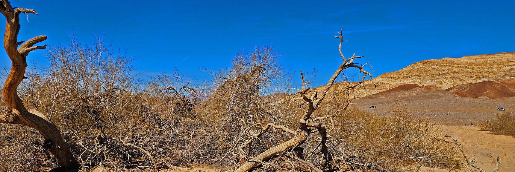 Such a Huge Grove is Evidence of Abundant Underground Water | Mesquite Grove | Death Valley, California | David Smith | Las Vegas Area Trails