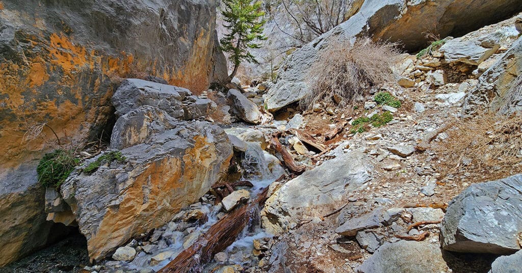 Fletcher Canyon Trail | Mt Charleston Wilderness, Nevada
