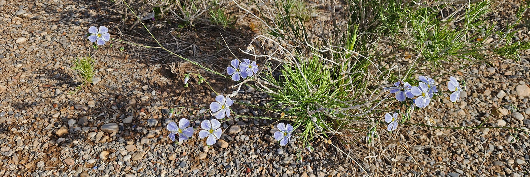 Collecting Now, Will Identify Later | Flowers Above 5000ft | LasVegasAreaTrails.com | Southwestern US | Eagle's Nest Loop, Kyle Canyon, Nevada