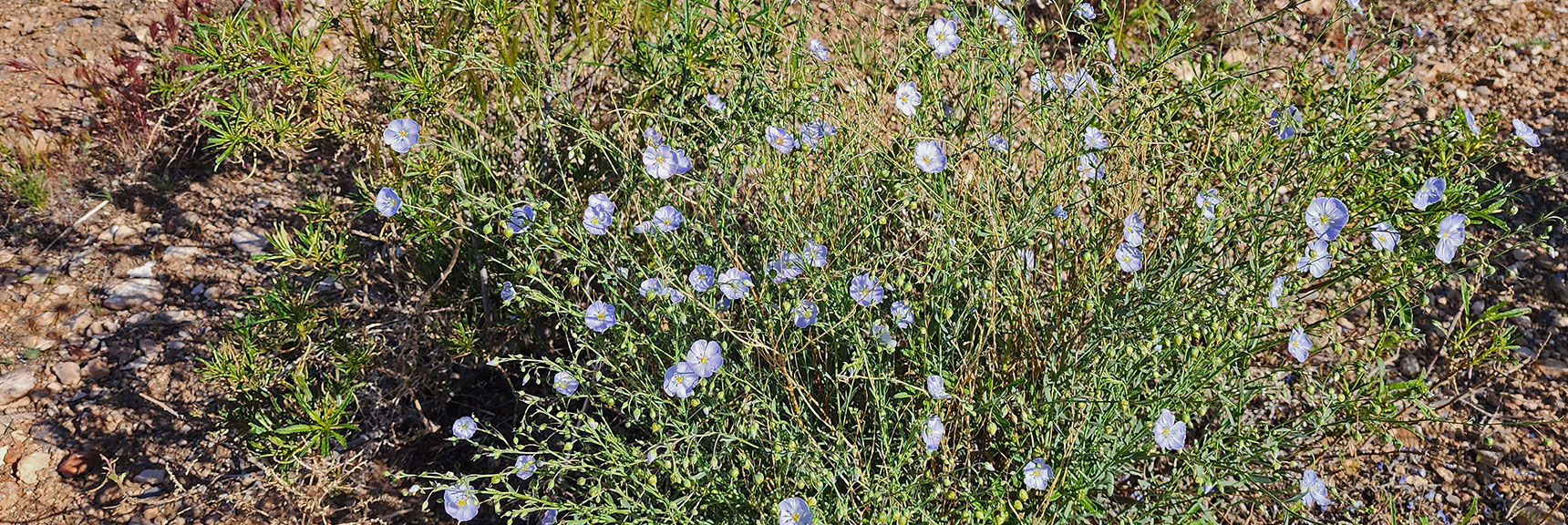 Collecting Now, Will Identify Later | Flowers Above 5000ft | LasVegasAreaTrails.com | Southwestern US | Lovell Canyon, Nevada