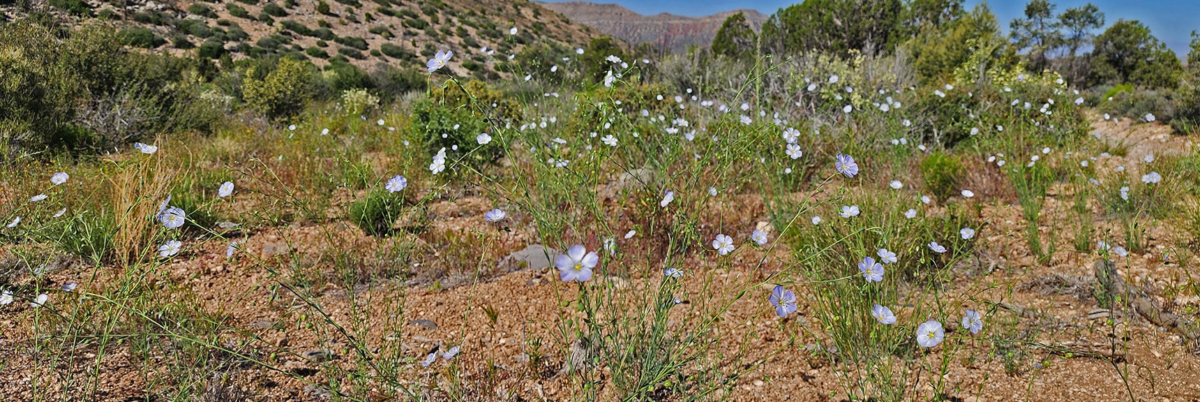 Collecting Now, Will Identify Later | Flowers Above 5000ft | LasVegasAreaTrails.com | Southwestern US | Lovell Canyon, Nevada