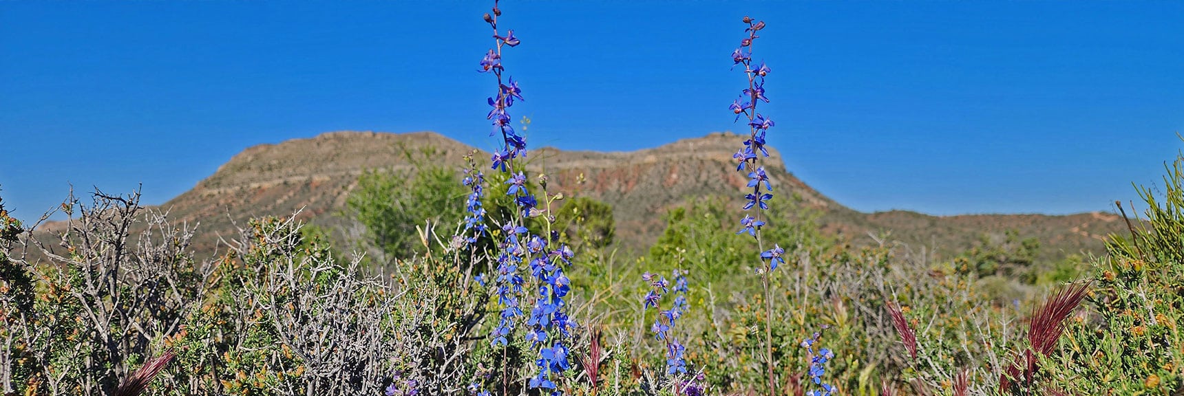 Collecting Now, Will Identify Later | Flowers Above 5000ft | LasVegasAreaTrails.com | Southwestern US | Lovell Canyon, Nevada