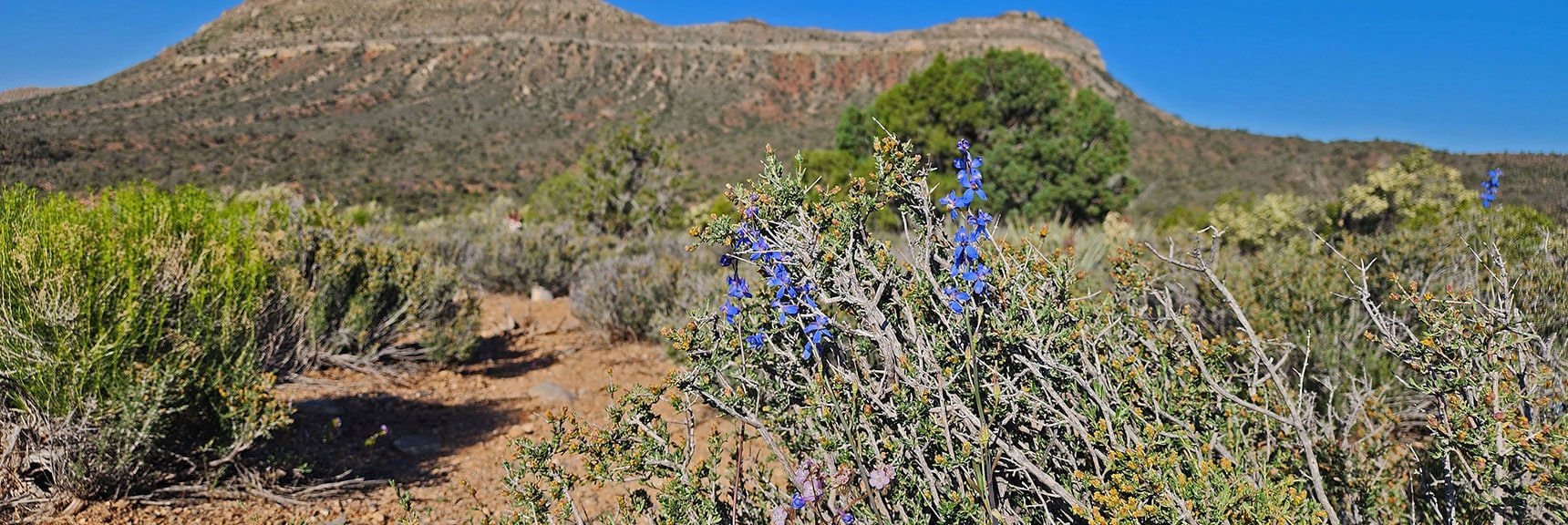 Collecting Now, Will Identify Later | Flowers Above 5000ft | LasVegasAreaTrails.com | Southwestern US | Lovell Canyon, Nevada