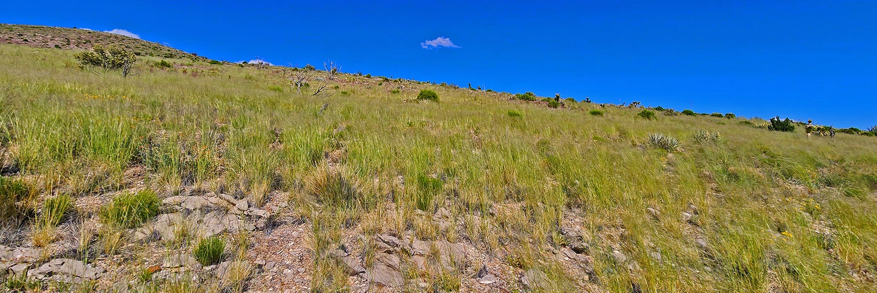 Collecting Now, Will Identify Later | Plants Above 5000ft | LasVegasAreaTrails.com | Southwestern US | Lovell Canyon, Nevada