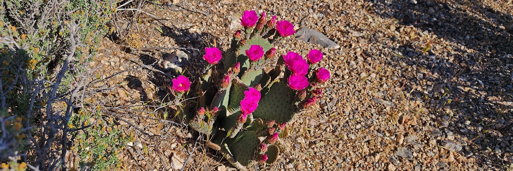 Collecting Now, Will Identify Later | Flowers Above 5000ft | LasVegasAreaTrails.com | Southwestern US | Lovell Canyon, Nevada
