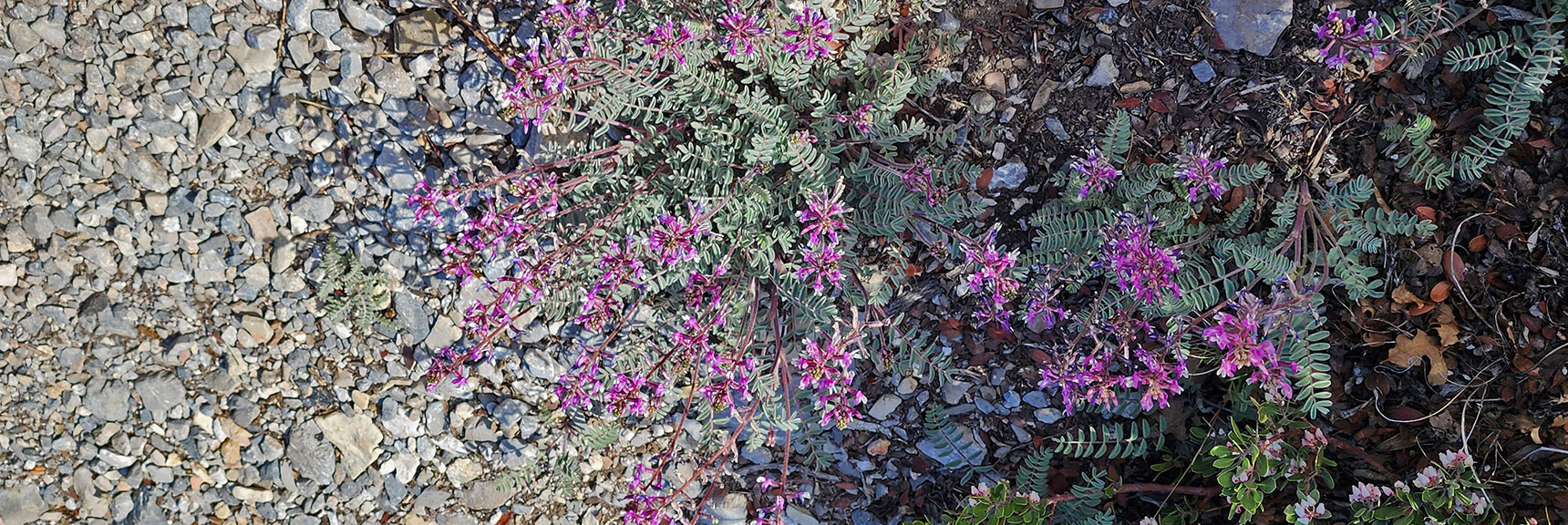Collecting Now, Will Identify Later | Flowers Above 5000ft | LasVegasAreaTrails.com | Southwestern US | Eagle's Nest Loop, Kyle Canyon, Nevada