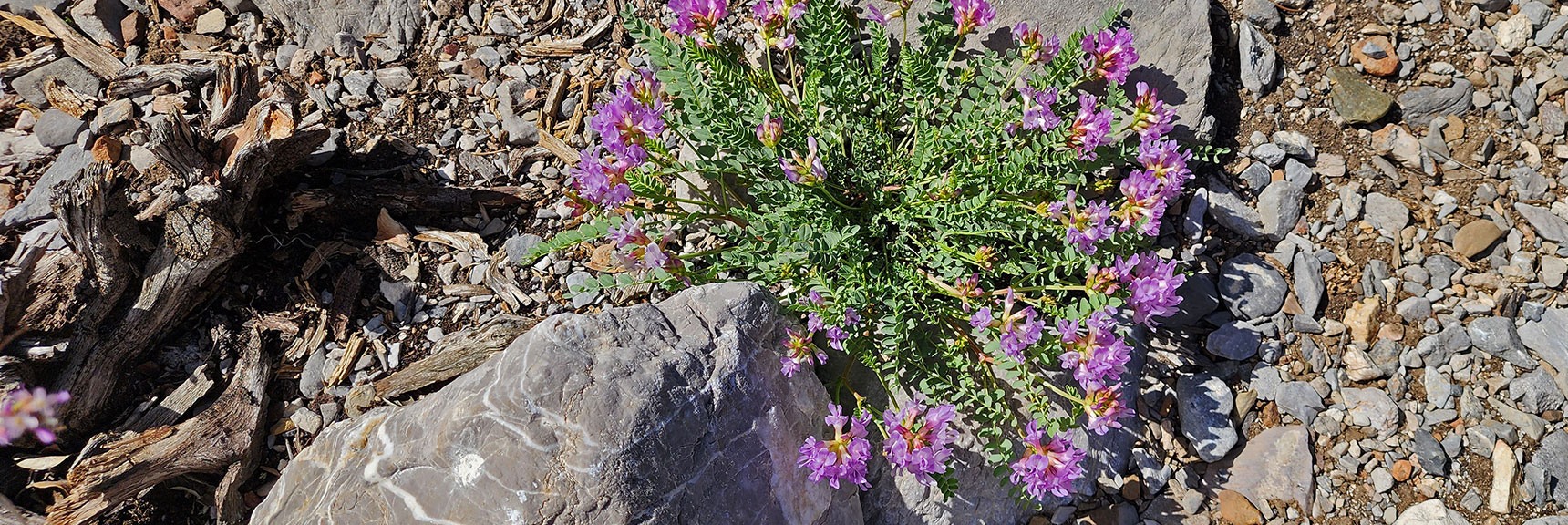Collecting Now, Will Identify Later | Flowers Above 5000ft | LasVegasAreaTrails.com | Southwestern US | Eagle's Nest Loop, Kyle Canyon, Nevada