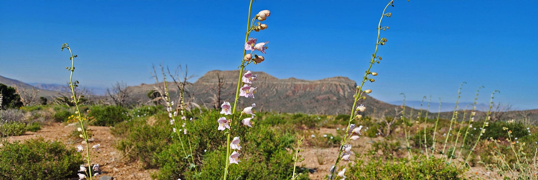 Collecting Now, Will Identify Later | Flowers Above 5000ft | LasVegasAreaTrails.com | Southwestern US | Lovell Canyon, Nevada