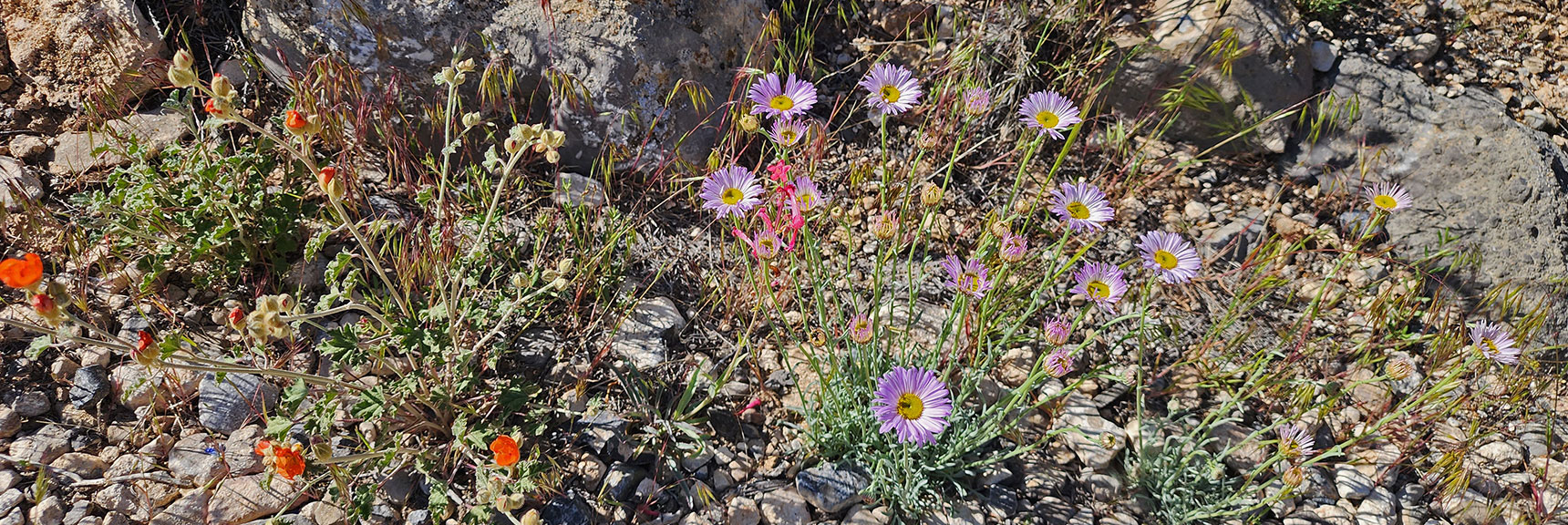 Collecting Now, Will Identify Later | Flowers Above 5000ft | LasVegasAreaTrails.com | Southwestern US | Lovell Canyon, Nevada