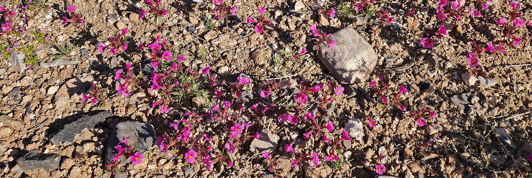 Collecting Now, Will Identify Later | Flowers Above 5000ft | LasVegasAreaTrails.com | Southwestern US | Lovell Canyon, Nevada