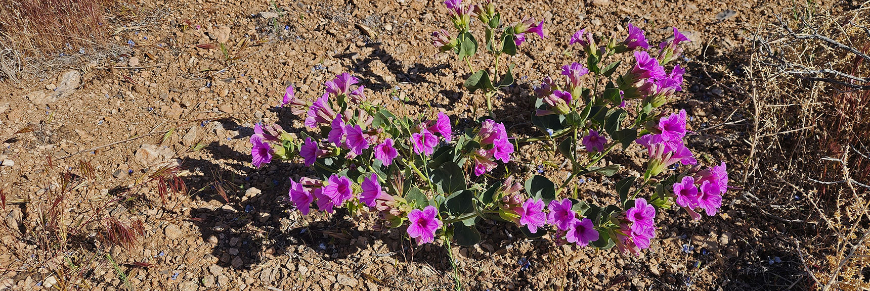 Collecting Now, Will Identify Later | Flowers Above 5000ft | LasVegasAreaTrails.com | Southwestern US | Lovell Canyon, Nevada