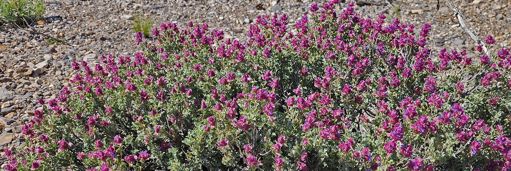 Collecting Now, Will Identify Later | Flowers Above 5000ft | LasVegasAreaTrails.com | Southwestern US | Lovell Canyon, Nevada